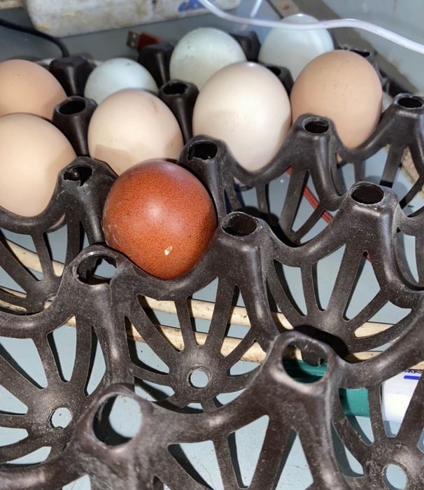Oua marans ,araucana,australorp,motata olandeza de incubat