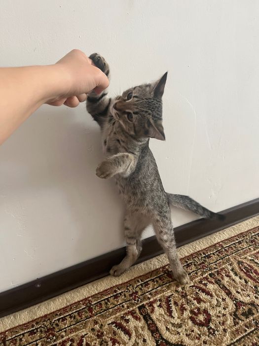 Мысык аты Мурка .Үл мысық