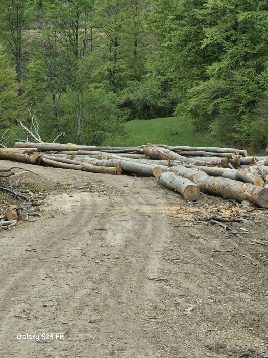 Lemn foc fag bustean