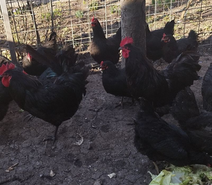 Ouă pentru incubat rasă australorp Suceava