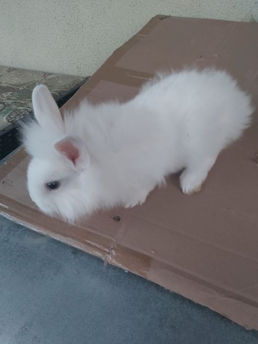 Vind iepure cap de leu