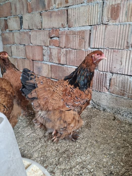 Vand brahma portelan