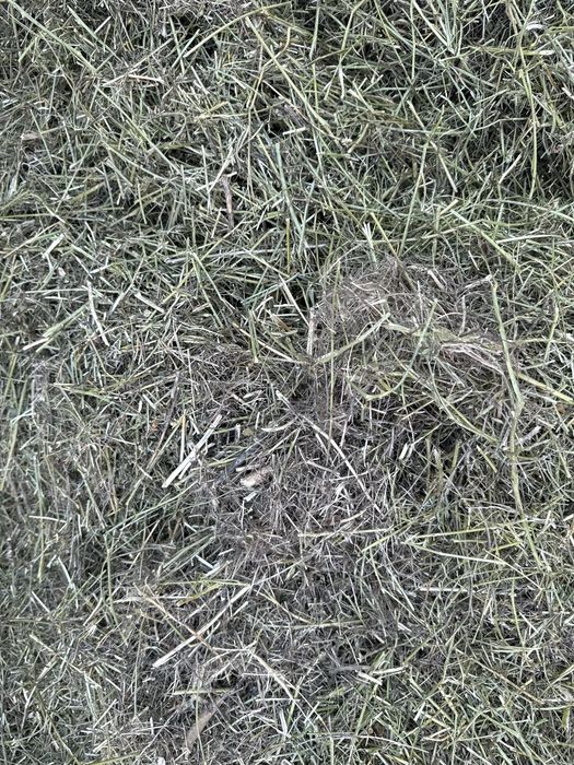 Жоңышқа, люцерна, клевер