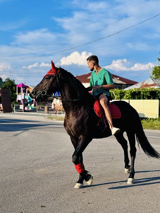 Cal Friesian Cu Pur sange arab de vanzare