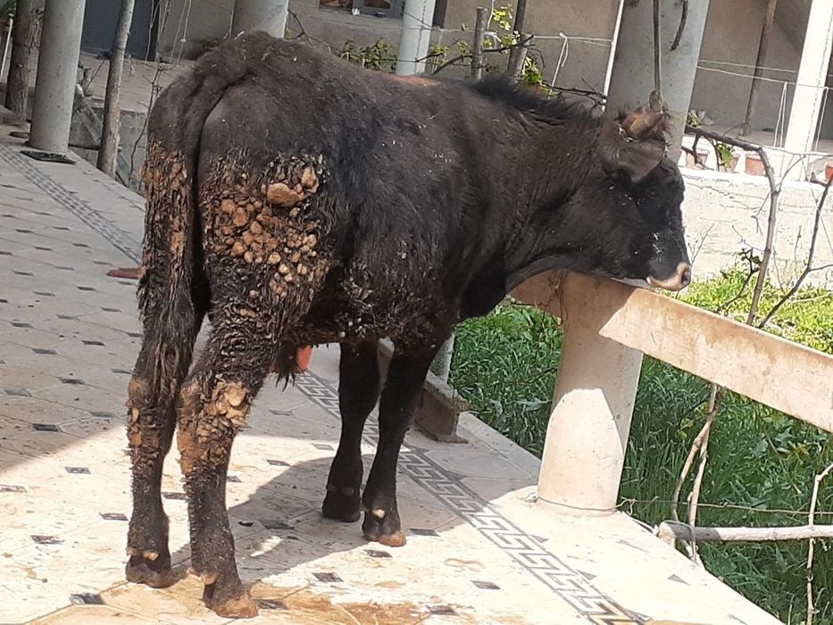 Xoʻkizlar sotiladi 1tasi 8 oylik 1tasi 1.5yosh yeyishi zoʻr 100%