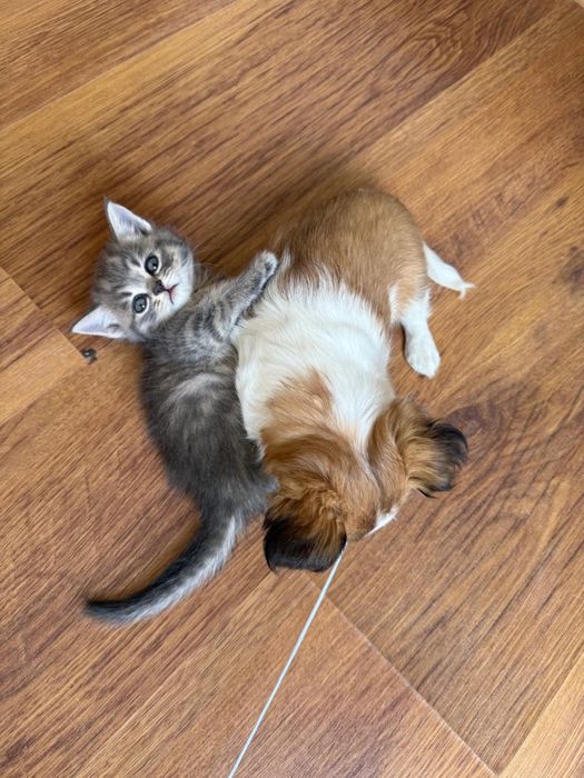 Чихуахуа мальчик, с документами