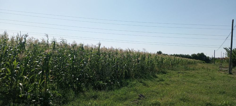 Makkajo‘xori sotiladi selosi ham