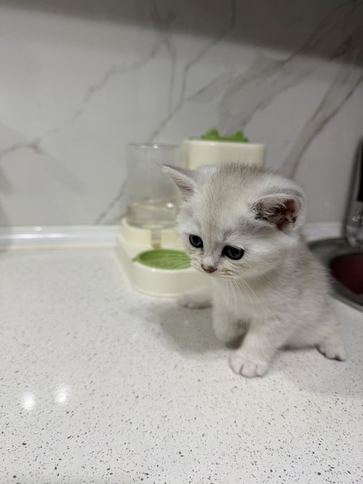 Британские шиншилла кошка