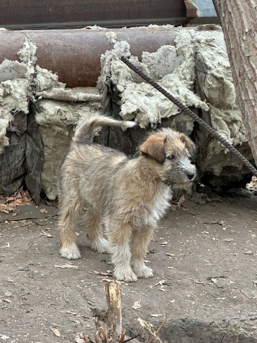 Отдадим даром щенков!!!