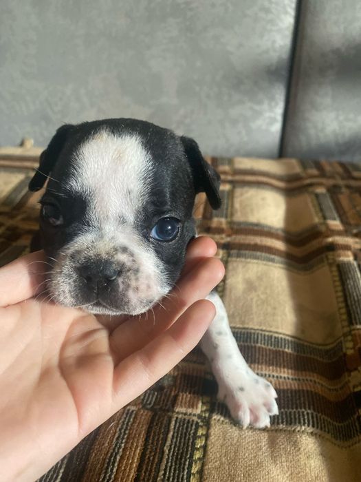 Французский бульдог