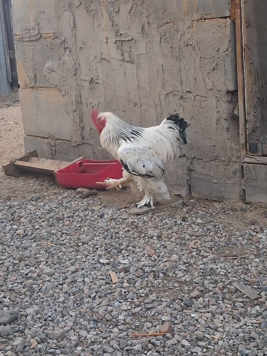 Продам светлый брама