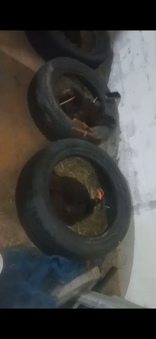 Күрік дакан тауық