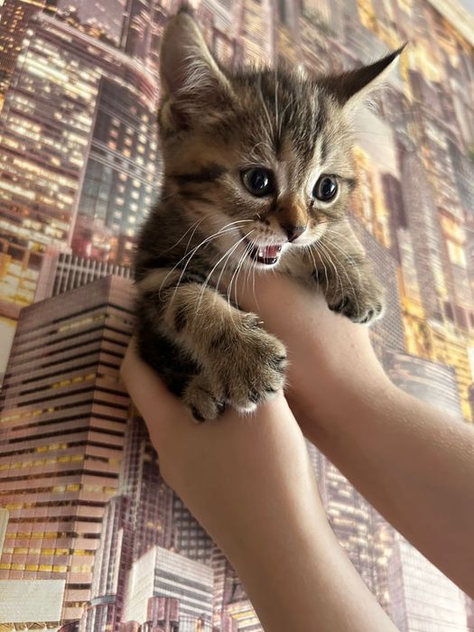 Продаются котята, шотландцы.