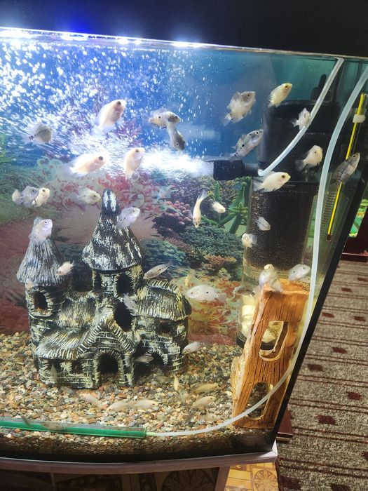 Африканские цихлиды, 3 см 4см 5см