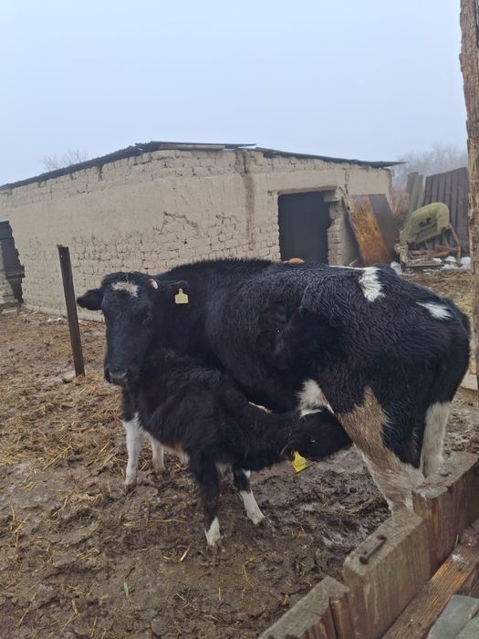 Бұзаулы сиыр 4 тума