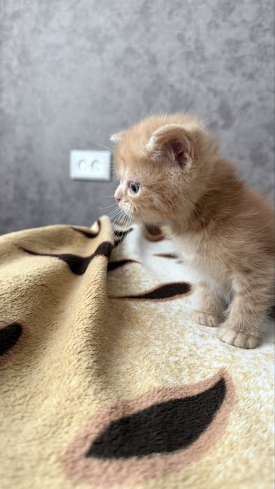 Котята отличной вязки ХайленаФолда и СкотишСтрайт