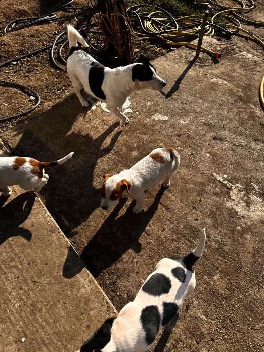 Jack russell terrier