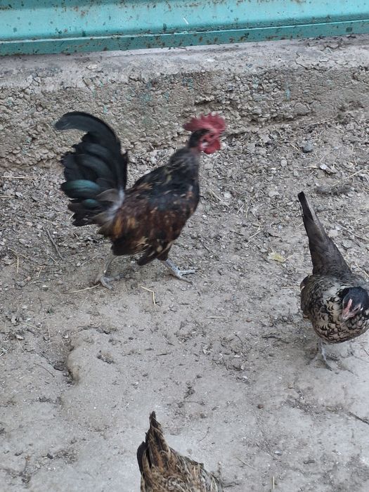Продам карликовых курей