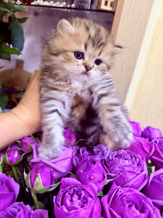 Британска золотая шиншилла табби!