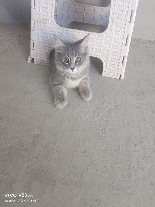 Котёнок 3 месяца