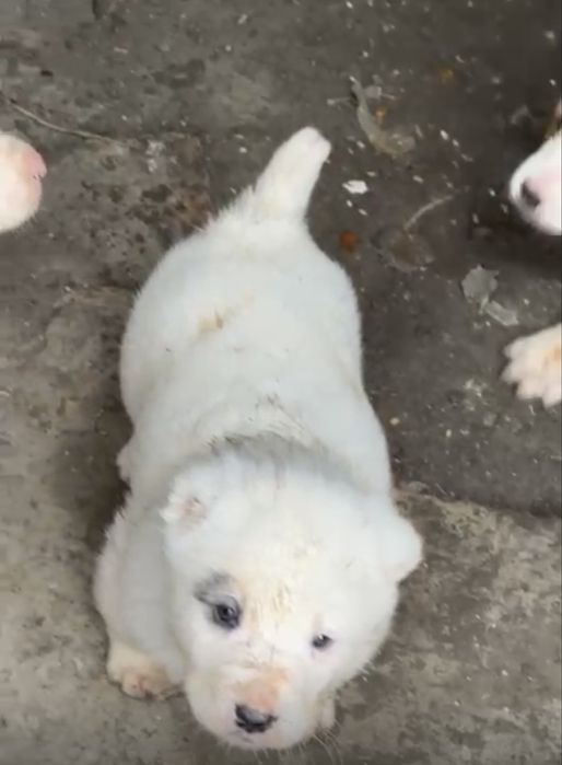 Алабайдын кушуктери сатылады