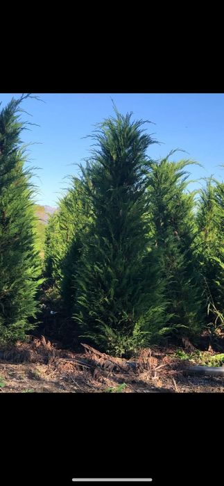 Vînd tuia leylandii Chiparos
*avem toate dimensiunile.
*preturile vari