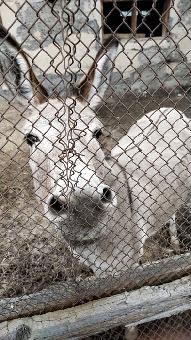 Ишачиха 8 лет сильная