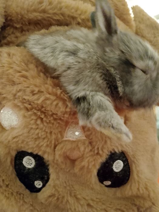 Декоративные кролик