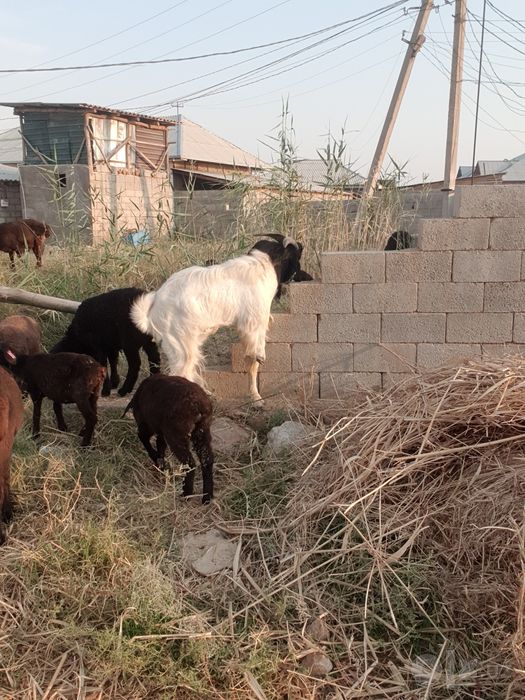 Bital taka sotiladi yosh hali katta bo'ladi nrxi 700$