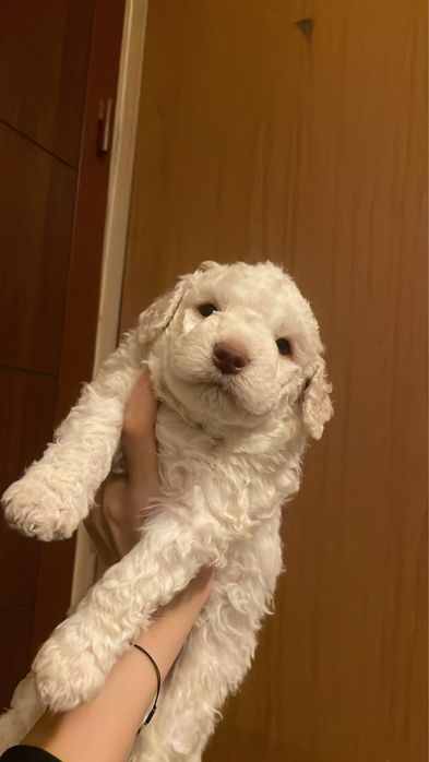 Кученца лагото романъоло