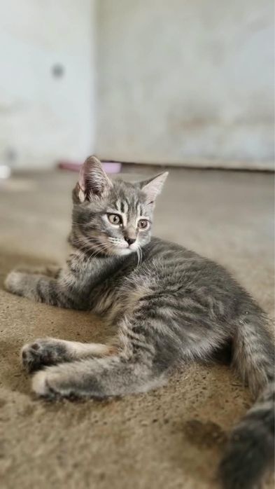 Котята в добрые руки бесплатно!