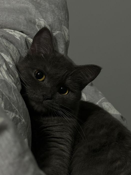 Отдам кошку в добрые руки