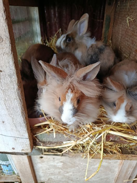 Vand iepurasi cap de leu