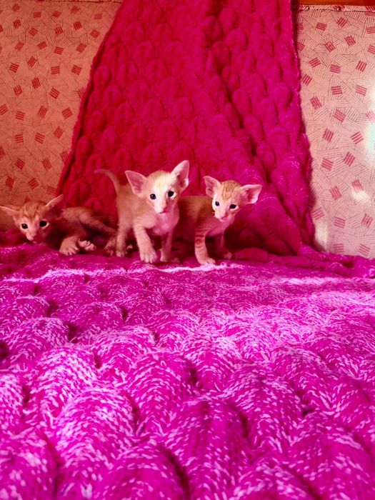 Ориентальные котчта