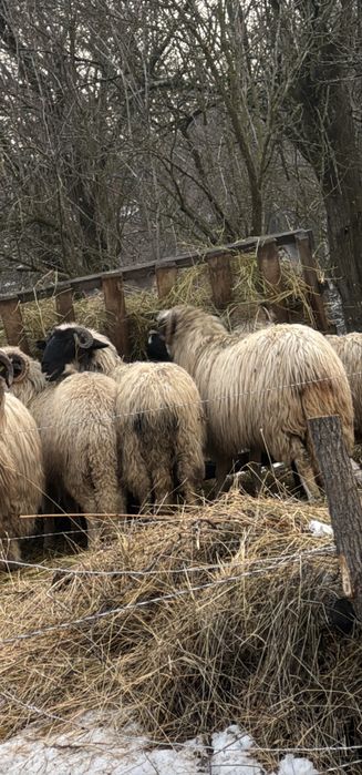 Noatin și noatină de vânzare !