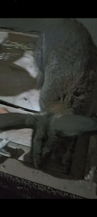 Фландр нар куëн сотилади