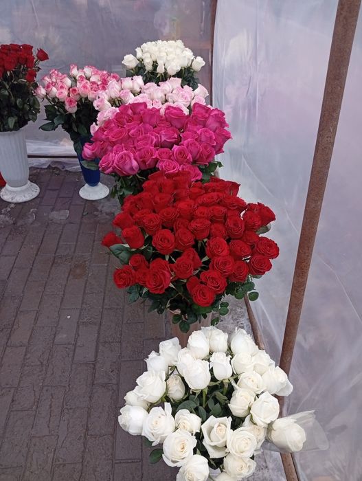 Балқашта Роза гүл сатылады