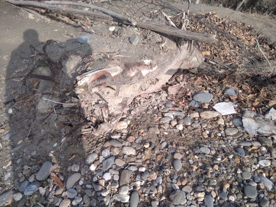 Утин сотилади дарах томирлари купкурук