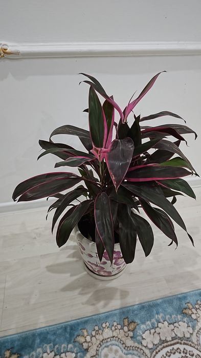 Фикус и другие цветы