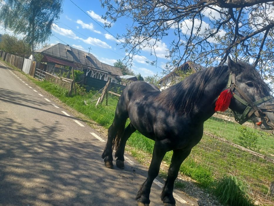 Vând Cal sur învățat la ham