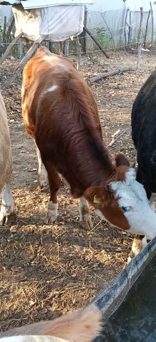 De vânzare două juninci