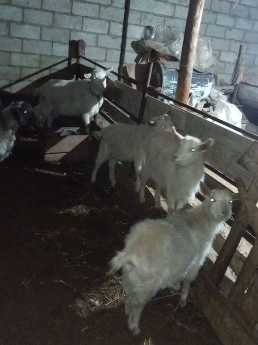 Занен  30000.. 1штук...