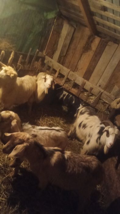 Vând 7 capre tinere