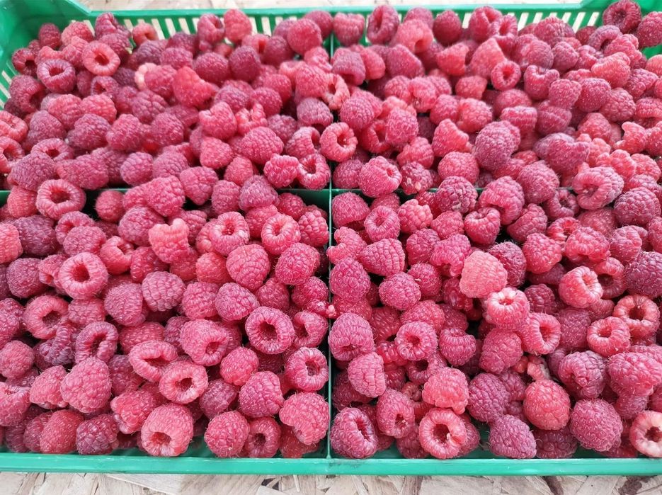 Продавам разсад малини