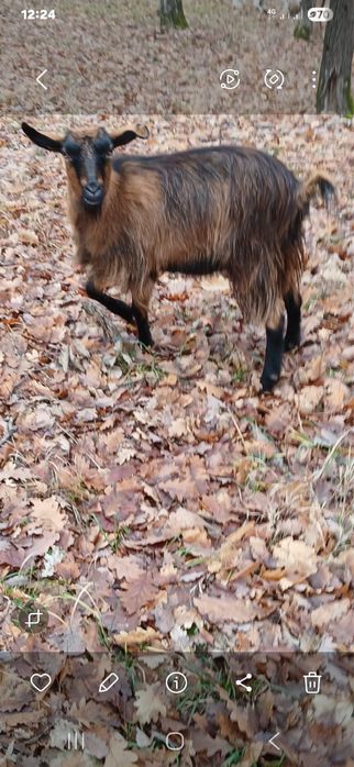 Vand 5 iezi de anul acesta