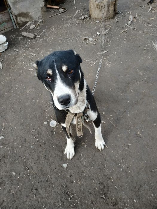 Продам тобета кобель