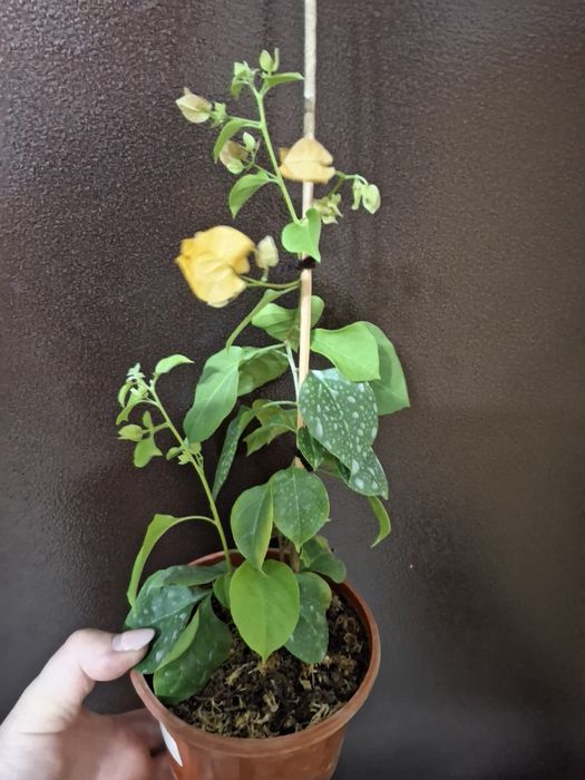 Бугенвилия  комнатная