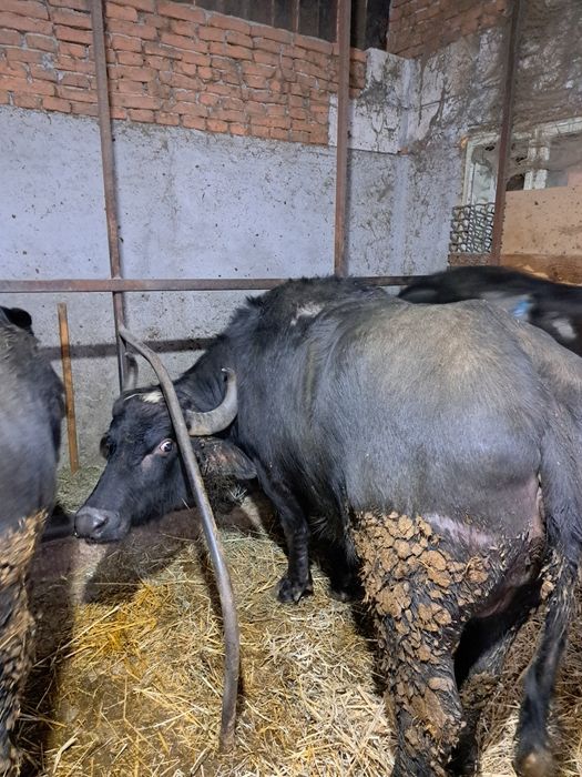 Vând  o bivolita cu vițel