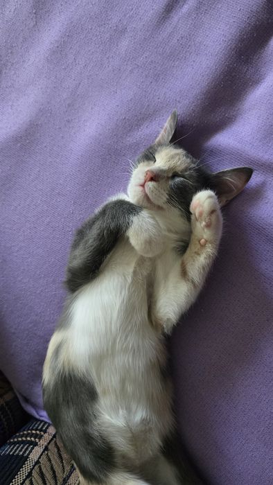 Котёнок в добрые руки