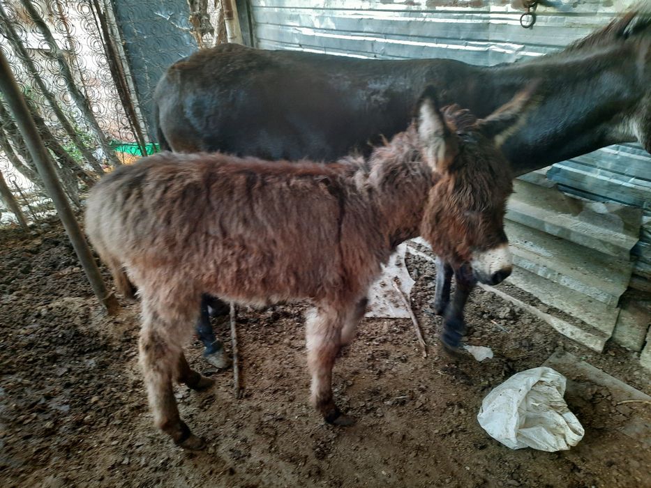 Продаю по даговору